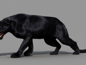 panther 3D Модель