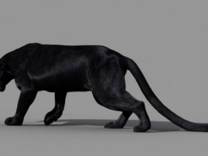 panther 3D Модель