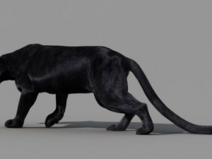 panther 3D Модель
