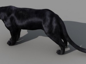 panther 3D Модель