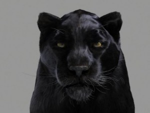 panther 3D Модель