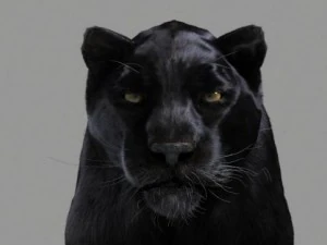 пантера 3D Модель