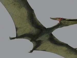 pterodon 3D Model