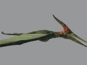 pterodon 3D Model