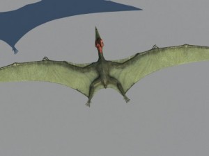 pterodon Model 3D