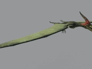 pterodon Model 3D