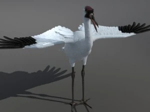 crane 3D Model
