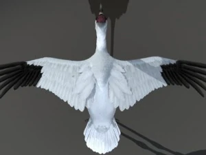 crane 3D Model