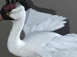 crane 3D Model