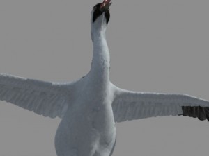 crane 3D-Modell