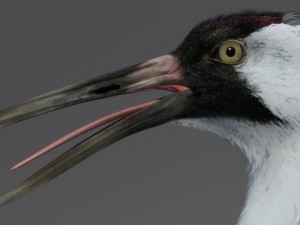 crane 3D-Modell