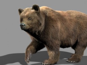 bear Model 3D
