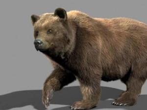 orso Modello 3D