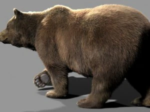 भालू 3D मॉडल