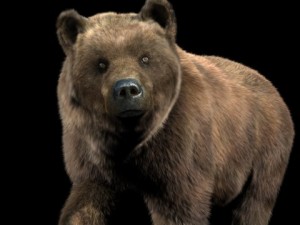 bear Model 3D