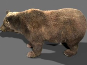 भालू 3D मॉडल