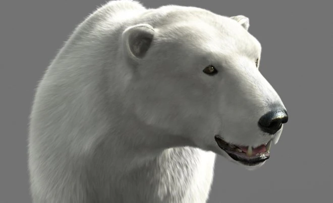 bear polar 3D Model .c4d .max .obj .3ds .fbx .stl .blend 