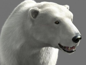 bear polar Model 3D