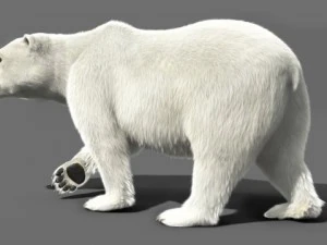 bear polar 3D Model