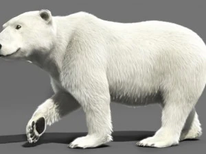 bear polar 3D Model