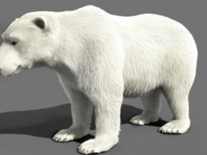 bear polar 3D Model