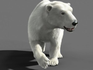bear polar 3D Model