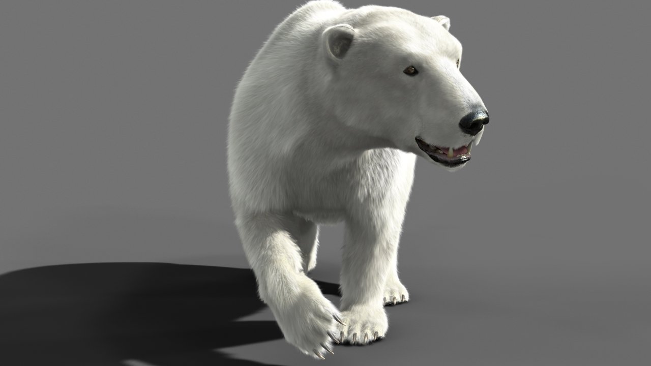 Модель bear. Polar Bear 3d model. Белый медведь. Медведь 3д. Белый медведь 3д модель.