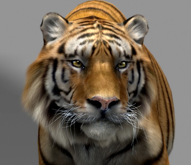 tiger 3D-Modell .c4d .max .obj .3ds .fbx .stl .blend 
