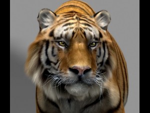 tiger Model 3D