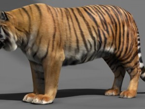 tiger 3D-Modell