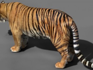 tiger 3D-Modell