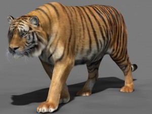 tiger 3D-Modell