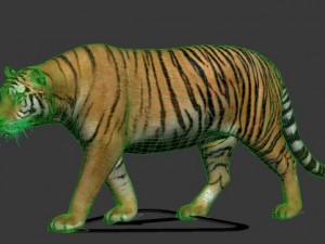 tiger 3D-Modell
