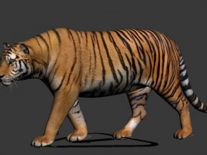 tiger 3D-Modell