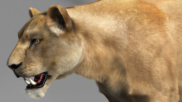 lioness Modèle 3D .c4d .max .obj .3ds .fbx .stl .blend 