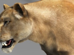 lioness Model 3D