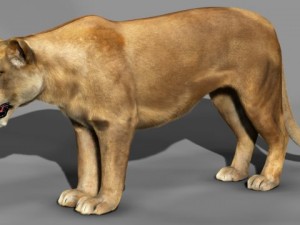 lioness Modèle 3D