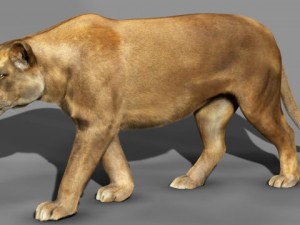 lioness Modèle 3D