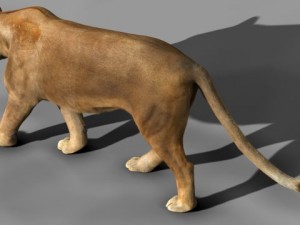 lioness Modèle 3D