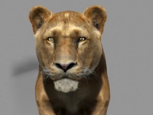 lioness Modèle 3D