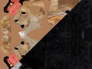 lioness Modèle 3D
