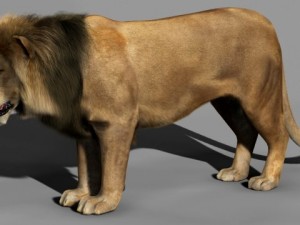 lion 3D-Modell