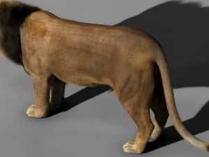 lion 3D-Modell