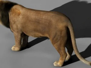 lion 3D Model