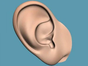 ear 3D Model