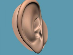 ear 3D Model