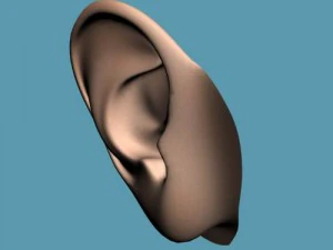 ear 3D Model