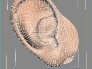 ear 3D Model