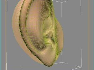 ear 3D Model