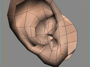 ear 3D Model